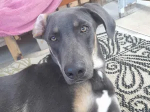 Cachorro raça SRD-ViraLata idade 1 ano nome veludo