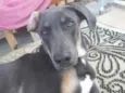 veludo