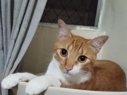 Gato raça SRD-ViraLata idade 2 anos nome cheetos