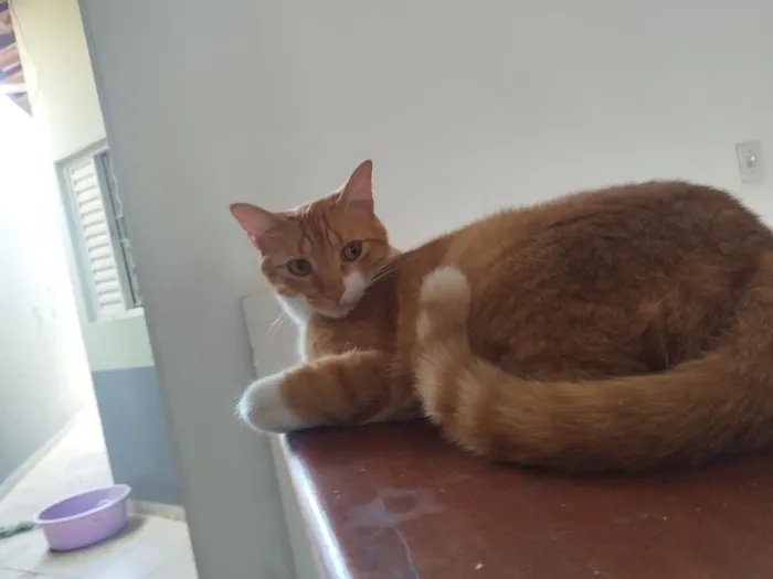 Gato raça SRD-ViraLata idade 2 anos nome cheetos