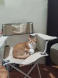 cheetos