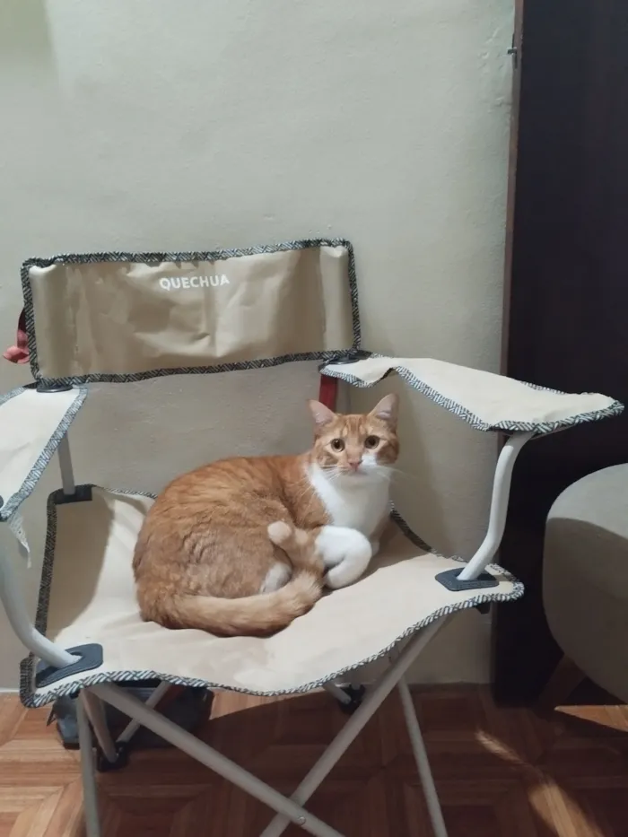 Gato raça SRD-ViraLata idade 2 anos nome cheetos