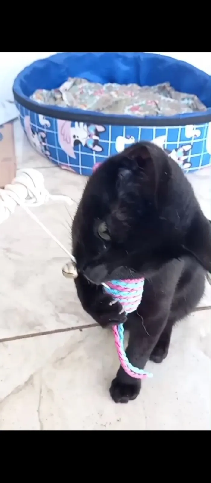 Gato raça SRD-ViraLata idade 2 a 6 meses nome Uruz e Berkana
