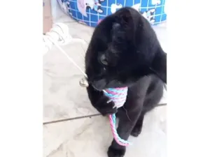 Gato raça SRD-ViraLata idade 2 a 6 meses nome Pantera ,Uruz e Berkana