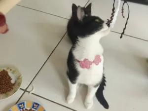 Gato raça SRD-ViraLata idade 2 a 6 meses nome Safira 