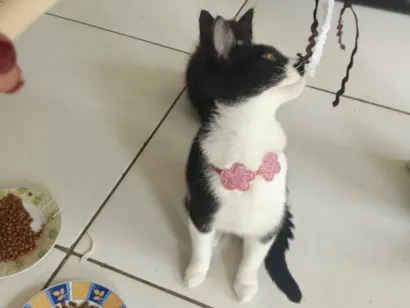 Gato raça SRD-ViraLata idade 2 a 6 meses nome Safira 