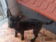 Thor e cacau 