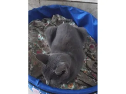 Gato raça SRD-ViraLata idade 1 ano nome Morgana cinza