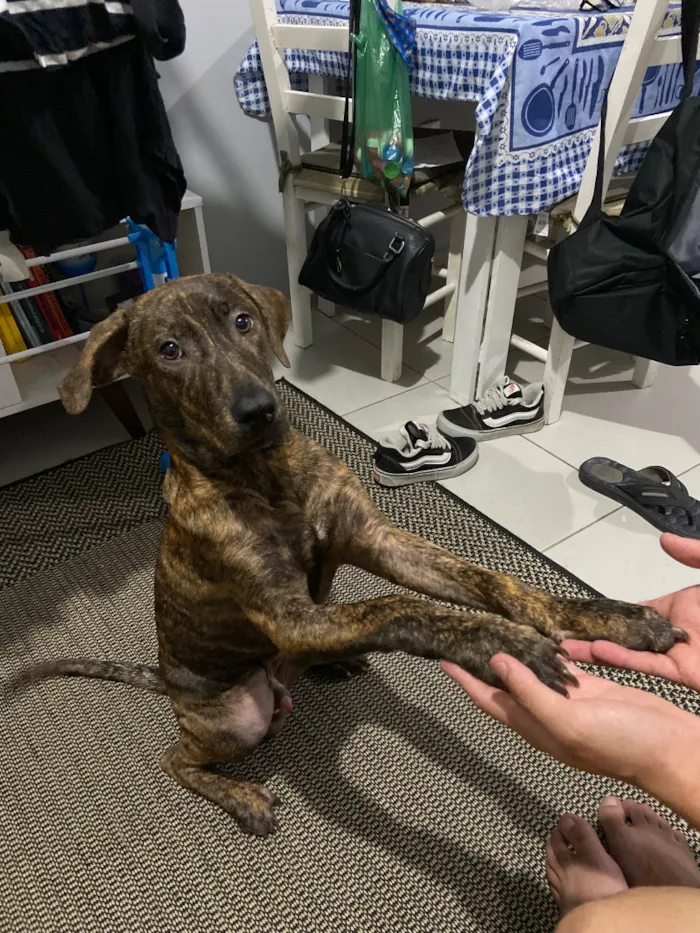 Cachorro raça SRD-ViraLata idade 7 a 11 meses nome Thor