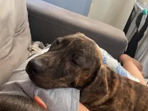 Cachorro raça SRD-ViraLata idade 7 a 11 meses nome Thor