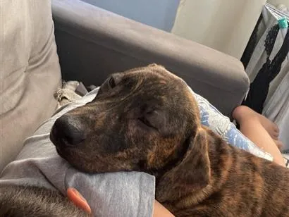 Cachorro raça SRD-ViraLata idade 7 a 11 meses nome Thor