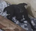 nego