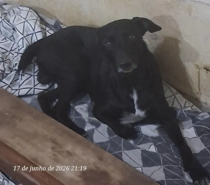 Cachorro raça SRD-ViraLata idade 4 anos nome nego