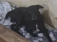 nego