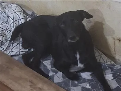Cachorro raça SRD-ViraLata idade 4 anos nome nego