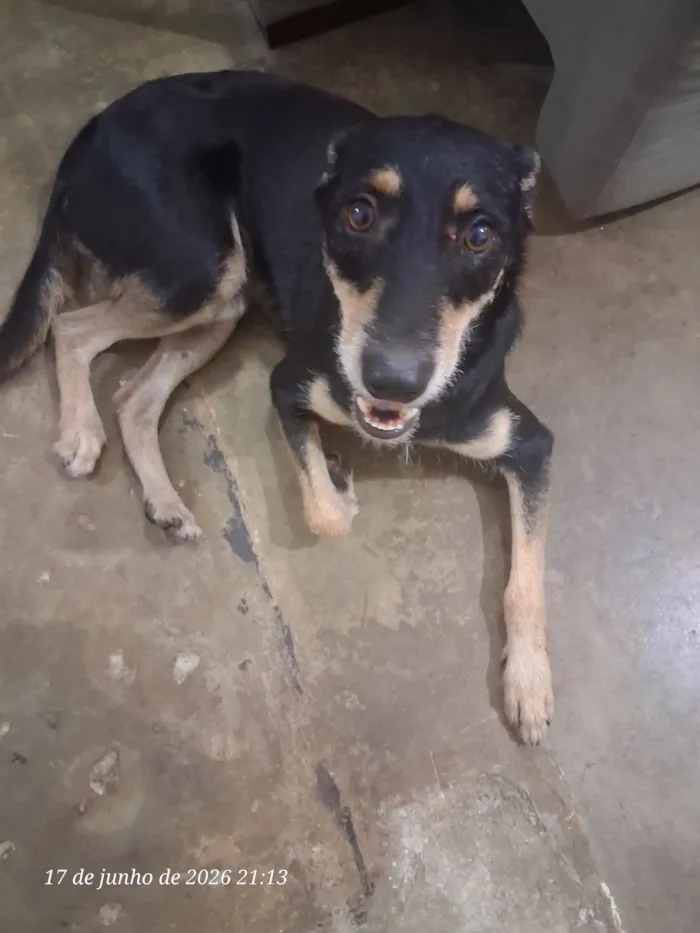 Cachorro raça SRD-ViraLata idade 2 anos nome Drak