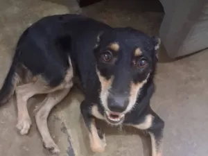 Cachorro raça SRD-ViraLata idade 2 anos nome Drak