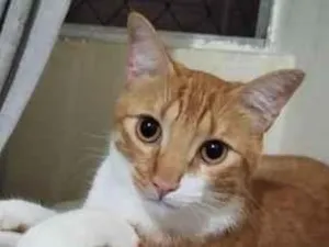 Gato raça SRD-ViraLata idade 2 anos nome cheetos