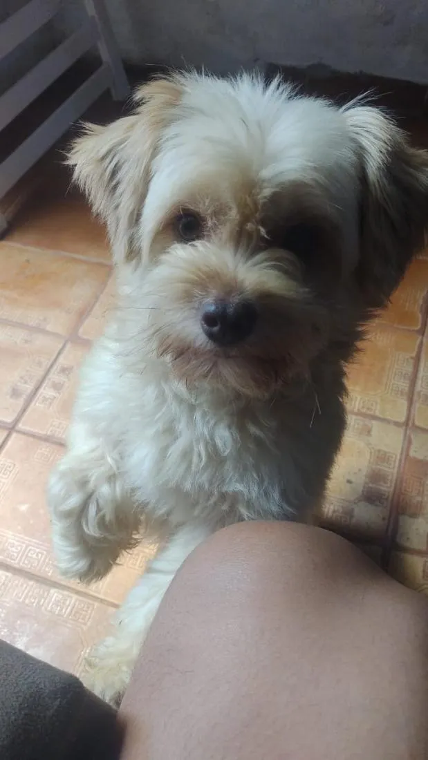 Cachorro raça Poodle idade 6 ou mais anos nome Thor