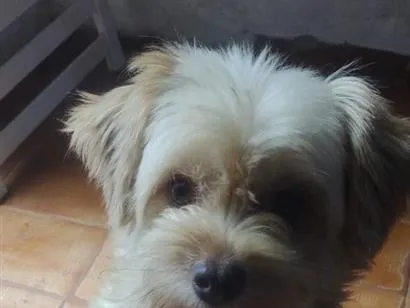 Cachorro raça Poodle idade 6 ou mais anos nome Thor