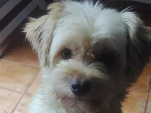 Cachorro raça Poodle idade 6 ou mais anos nome Thor