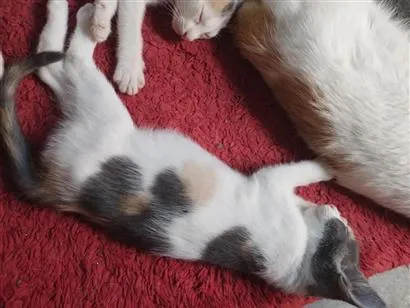 Gato raça SRD-ViraLata idade 2 a 6 meses nome não tem nome
