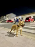 Apólo