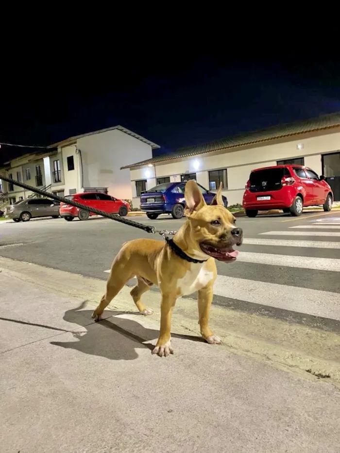 Cachorro raça Pit-Bull idade 7 a 11 meses nome Apólo