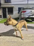 Apólo