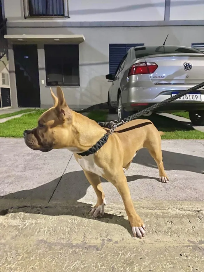 Cachorro raça Pit-Bull idade 7 a 11 meses nome Apólo