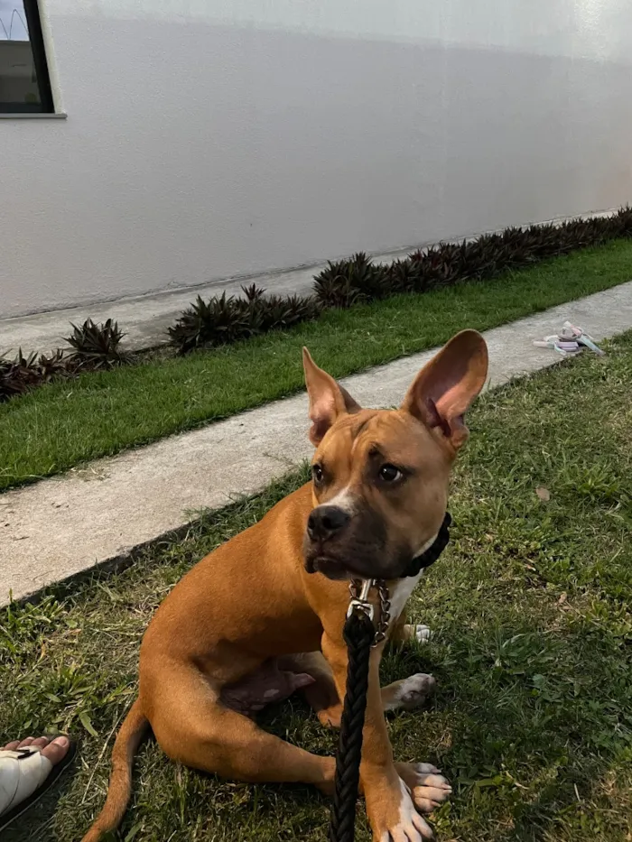Cachorro raça Pit-Bull idade 7 a 11 meses nome Apólo