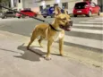 Apólo