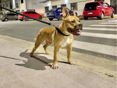 Cachorro raça Pit-Bull idade 7 a 11 meses nome Apólo