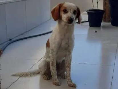 Cachorro raça SRD-ViraLata idade 2 anos nome Maya