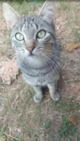 zezé