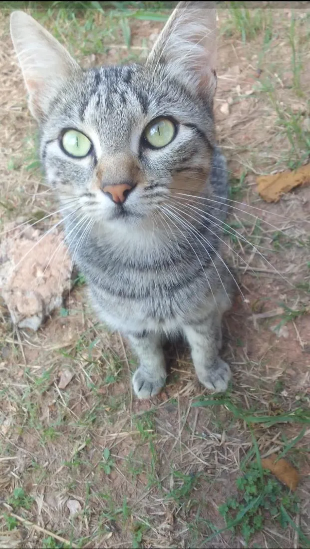 Gato raça SRD-ViraLata idade 1 ano nome zezé