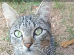 Gato raça SRD-ViraLata idade 1 ano nome zezé