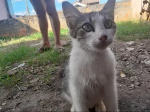 Gato raça SRD-ViraLata idade 1 ano nome cindy