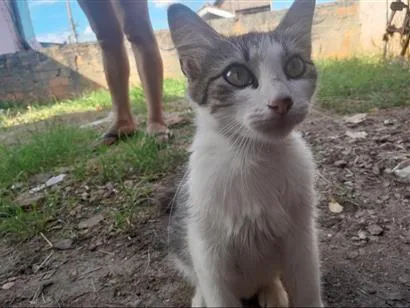 Gato raça SRD-ViraLata idade 1 ano nome cindy