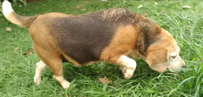 Cachorro raça SRD-ViraLata idade 6 ou mais anos nome Megue