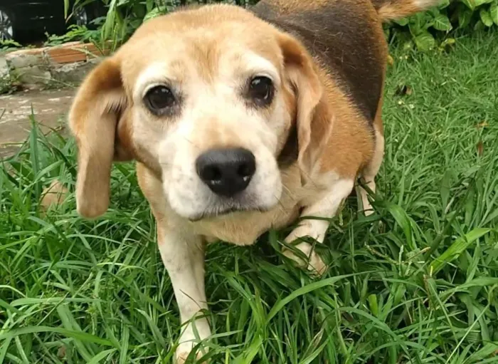 Cachorro raça SRD-ViraLata idade 6 ou mais anos nome Megue