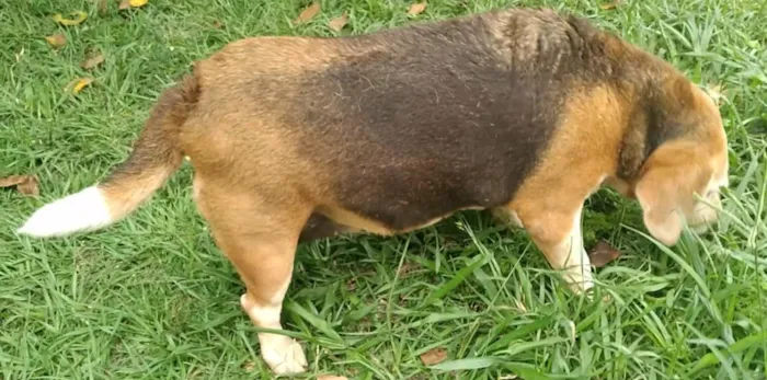 Cachorro raça SRD-ViraLata idade 6 ou mais anos nome Megue