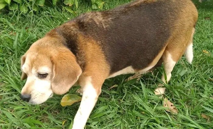 Cachorro raça SRD-ViraLata idade 6 ou mais anos nome Megue