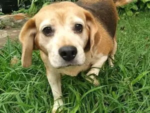 Cachorro raça SRD-ViraLata idade 6 ou mais anos nome Megue