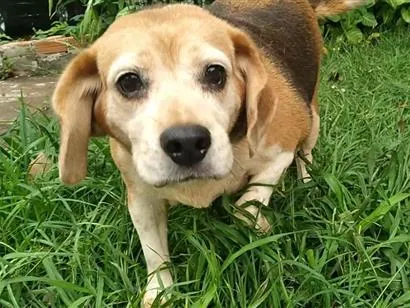 Cachorro raça SRD-ViraLata idade 6 ou mais anos nome Megue