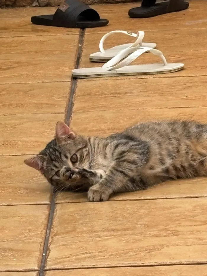 Gato raça SRD-ViraLata idade 2 a 6 meses nome Luna e meg