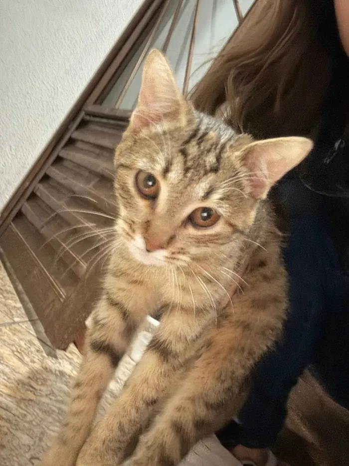 Gato raça SRD-ViraLata idade 2 a 6 meses nome Luna e meg