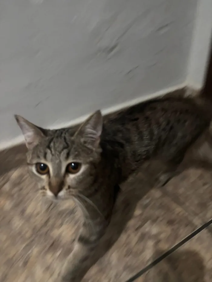 Gato raça SRD-ViraLata idade 2 a 6 meses nome Luna e meg