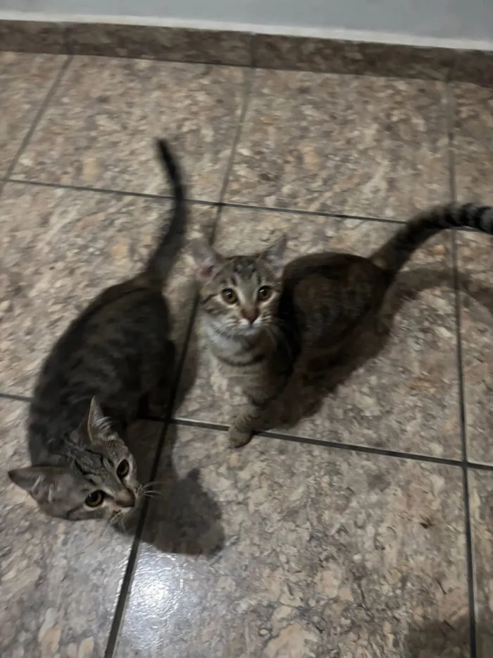 Gato raça SRD-ViraLata idade 2 a 6 meses nome Luna e meg