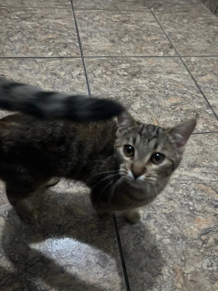 Gato raça SRD-ViraLata idade 2 a 6 meses nome Luna e meg